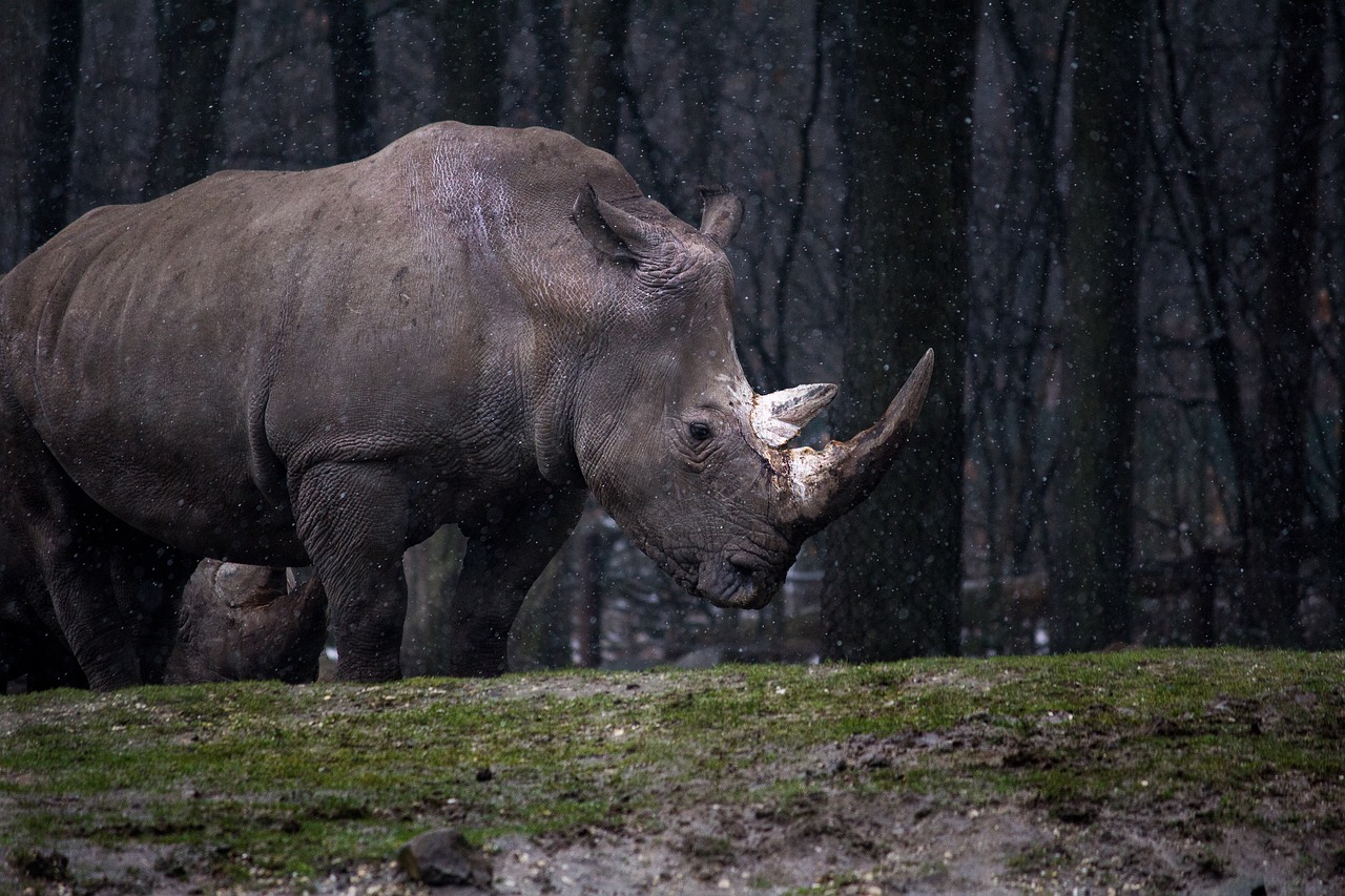 Tips for Photographing Wildlife in National Parks